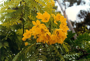 flowers, garden, floral, nature, summer, bloom, blossom, yellow, landscape