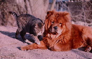 love, dog, cat, chow-chow, cute, furry, tolerate