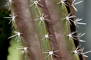 cactus, nature, cacti, succulents, thorns, plant, botanical, spicy, decorative, desert, exotic