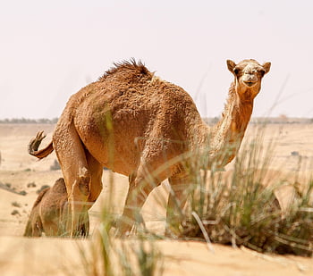 velbloud, Dubaj, poušť, Spojené arabské emiráty, písek, Příroda, zvíře, savec, cestovat, cestovní ruch