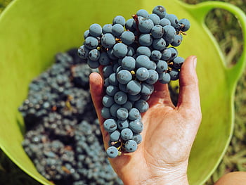 wine, wine Glasses, vino, happy, winery, grapes, winemaking