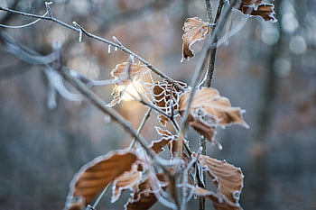 tørket opp, blader, spindelvev, frost, kald, natur, lys, vinter