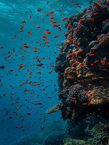 underwater, coral, fish, sea, reef, ocean, diving, water, scuba, nature, blue