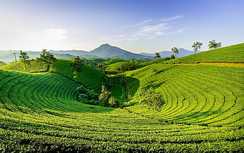 kopec, zelená, Příroda, hora, kopec čaj, dlouhé zrno, Vietnam, čaj