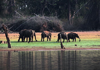 elephants, tusks, pachyderm, wild, safari, animal, africa, wildlife, nature, wilderness, mammal