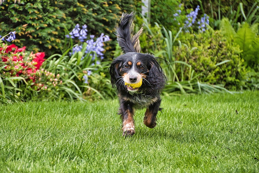 german Longhaired Pointer, nature, dog, play, fetch, lawn, pet, animal, domestic Dog, canine, mammal