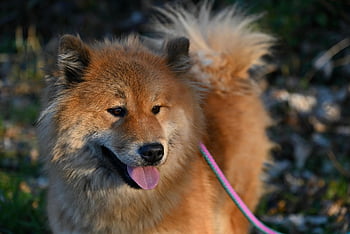 dog, animal, pet, breed, canine, mammal, idyllic Eurasier Female Dog, fawn Colored Dog, nature, black Truffle, german Dog Breed