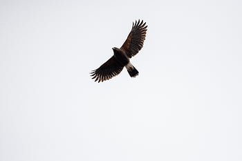 bird, flying, animal, feather, nature, wildlife, wing, flight, fly, isolated, freedom