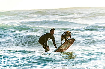 Surfer, Hund, Surfbrett, Wellen reiten, sonniger Sommertag, abenteuerlicher Geist, Ozean, Wassersport, Haustiersurfen, Strandaktivität, Outdoor-Abenteuer
