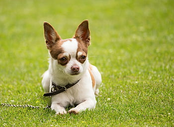 roztomilé štěně, Purebred Puppy, čivava pes, zelené louce, Svěží zelený trávník, slunečný den, límec a vodítko, Odpočívající štěně, venkovní pet, malý pes, pet fotografování