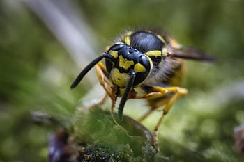 bee, insect, entomology, nature, honey Bee, wasp, macro, nahaufnahme