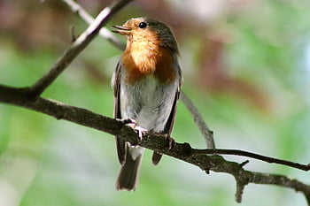 robin, sangfugl, fugl, lille fugl, afdeling, næb, fjerdragt, dyr, natur, træ