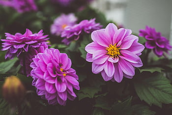 lila dahlia virágok, közeli fotózás, élénk lila dahlias, buja kültéri kert, virág szépség, Dahlia virágzik, kerti virágok, virágos fotózás, természet szépsége, szabadtéri virágok, lila virágok