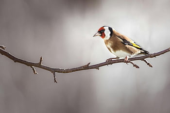 European Goldfinch, Carduelis carduelis, goldfinch, tree branch, natural habitat, close-up, bird, wildlife, perched, nature, avian
