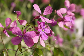 purple Flowers, judas Silver Coins, flora, spring, botany, garden, nature, flowers, wallpaper, nature Wallpaper, plants