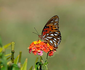 záliv fritillary, motýl, lantana květina, živé květy, mělké zaměření, Denní fotografie, oranžové květy, žluté květy, rozmazané pozadí, fotografování přírody, fotografování divoké zvěře