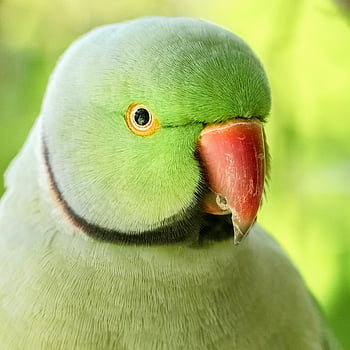 green ring-neck parakeet, close-up photo, vibrant plumage, Indian ringneck parakeet, detailed portrait, green parakeet, bird photography, ring-neck parakeet, parakeet close-up, green bird, parakeet portrait