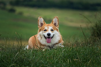 koira, lemmikki-, corgi, koiran-, eläin, makaava, turkis, kuono, nisäkäs, koiran muotokuva, eläinten maailma