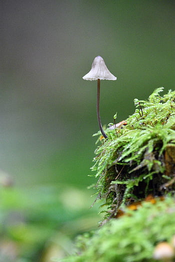 mushroom, fungi, fungus, moss, forest, litter, fall, season, autumn, nature