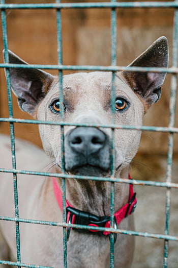dog, pit bull, red collar, cage bars, close-up, behind net, animal, pet, shelter, rescue, canine