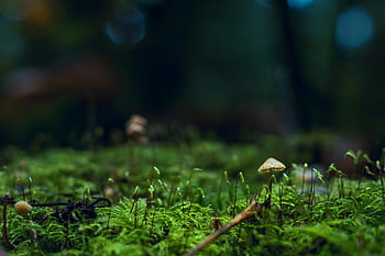 mělká fotografie, žlutá houba, mech, les, detailní pohled, svěží zelená, Příroda, houby, makro fotografie, bokeh pozadí
