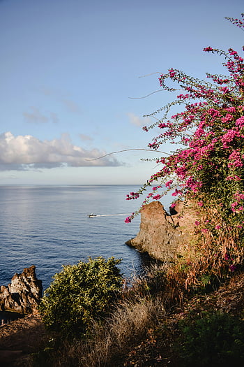 ピンクの花, 水域, 海岸, 岩, 船, 自然風景, ブーゲンビリア, 海, 植物, 風景, 青空