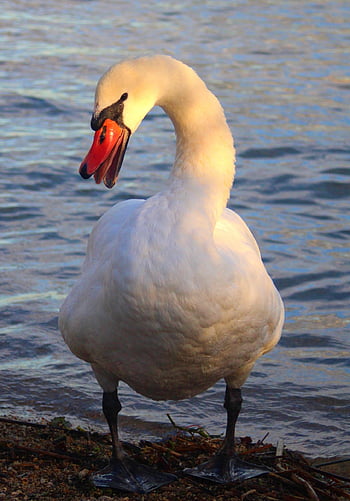 svane, fugl, dyr, hvit svane, vannfugler, vannfugl, akvatisk fugl, fjærdrakt, innsjø, natur