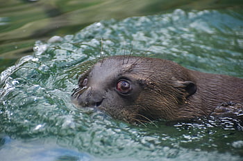 uriaș gigant, animal, râu, mamifer, carnivor, animale sălbatice, sălbatic, înot, lac, pârâu, natură