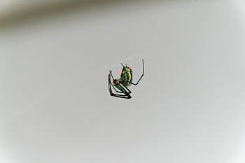 spider, web, animal, nature, arthropod, arachnid, arachnology, animal World, bug, insect, cobweb