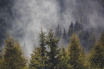 Çam ormanı, çam ağaçları, orman, çam, ağaçlar, doğa, sis, kozalaklı ağaç, transylvania, romanya