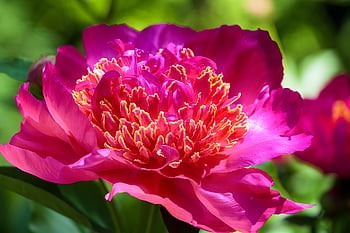 peony, pink Peony, pink Flower, flower, plant, flowering Plant, ornamental Plant, flora, blossom, bloom, beautiful Flowers