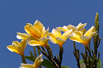 plumeria, flori, plantă, Frangi Pani, petale, a inflori, inflori, floră, natură, a închide, floare