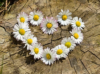 white flowers, daisy flowers, rustic tree stump, heart shape, beautiful flowers, white daisies, floral arrangement, natural background, outdoor photography, heart of flowers, rustic charm