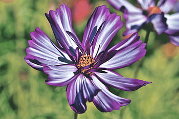 cosmea, jewelry Basket, composites, blossom, bloom, petals, garden Flower, flower, cosm