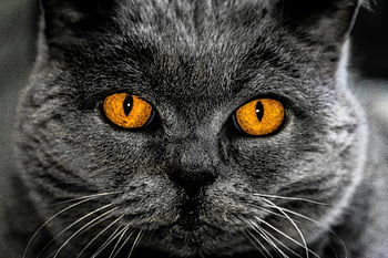 brățară scurtă, pisica gri, pisică cu blană scurtă, ochi galbeni, portret de aproape, fata de pisica, ochi intensi, blana gri, ochi de pisica, animale de companie, portret de animale