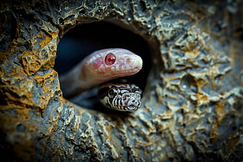 snake, serpent, reptile, cave, animal, pet, baby, hatching, juvenile, albino, hide