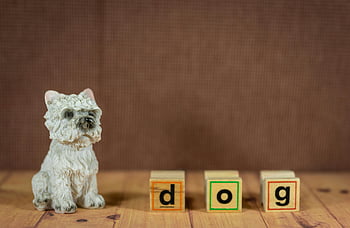 West Highland White Terrier, puppy figurine, colorful wooden blocks, spelling dog, wood surface, toy themed, pet themed, cute dog, figurine, wooden blocks