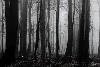 nebbioso, nebbia, foresta, luce del sole, ombra, alberi, mattina, buio, le foglie, pauroso, energia