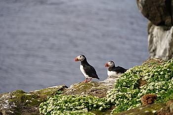 ptáků, zvíře, zobák, peří, útes, volně žijících živočichů, Příroda, puffins