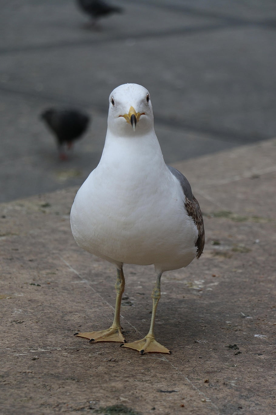 bird, nature, animal, outdoors, sea