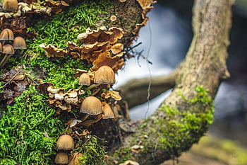 water, bach, forest, flow, electricity, waterfall, nature, rock, stones, canyon, green