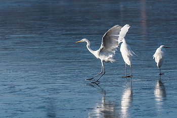 birds, egret, ornithology, eastern Great Egret, species, fauna, avian, animal, nature, beak, wildlife