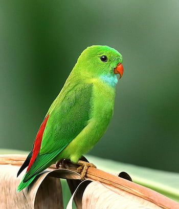 Perched Parakeet, vibrant green parrot, colorful plumage, tropical setting, branch, green parrot, parakeet, tropical bird, colorful bird, green plumage, perched bird