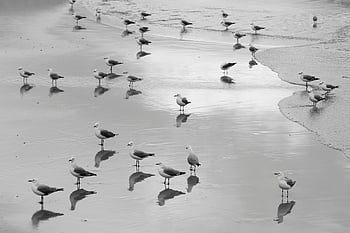 in scala di grigi, Stormo di uccelli, spiaggia, monocromatico, gabbiani, sereno, Atmosfera costiera, riflessi, tranquillo, bianco e nero, linea di galleggiamento