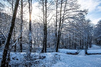 snø, trær, skogen, vinter, skog, natur, skogsområder, snø skog, vinter skog, vinterlig, landskap