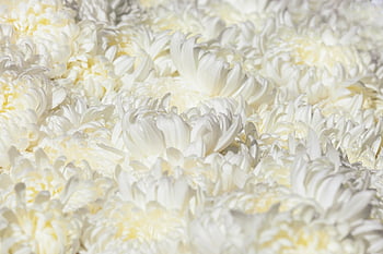 hd Background, hd Wallpaper, nature Wallpaper, free Background, beautiful Wallpaper, flower, windows Wallpaper, chrysanthemums, white Flowers, beautiful Flowers, wallpaper Hd