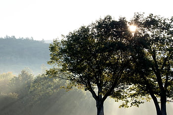 silhouette photo, green trees, crepuscular rays, sunlight beams, misty trees, tranquil forest, peaceful landscape, scenic landscape, forest setting, sun rays, morning mist
