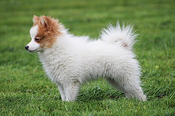 Pes, Příroda, trpasličí špic, pomeranian, štěně, domácí zvíře, zvíře, roztomilý, mladý pes
