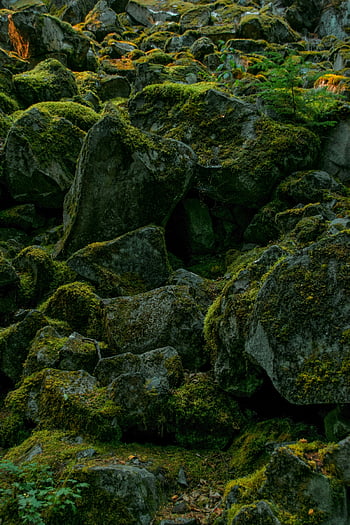 mossy rocks, Vancouver forest, rocky cliff, tranquil scene, nature's serenity, rugged beauty, lush moss, forest landscape, natural beauty, outdoor scenery, greenery