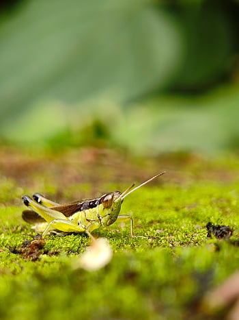 nature, earth, world, planet, globe, animal, bird